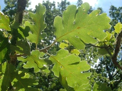 Quercus frainetto