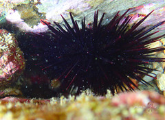 Heliocidaris crassispina