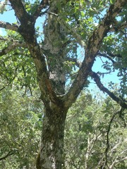 Quercus frainetto