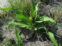 Hypoxis colchicifolia