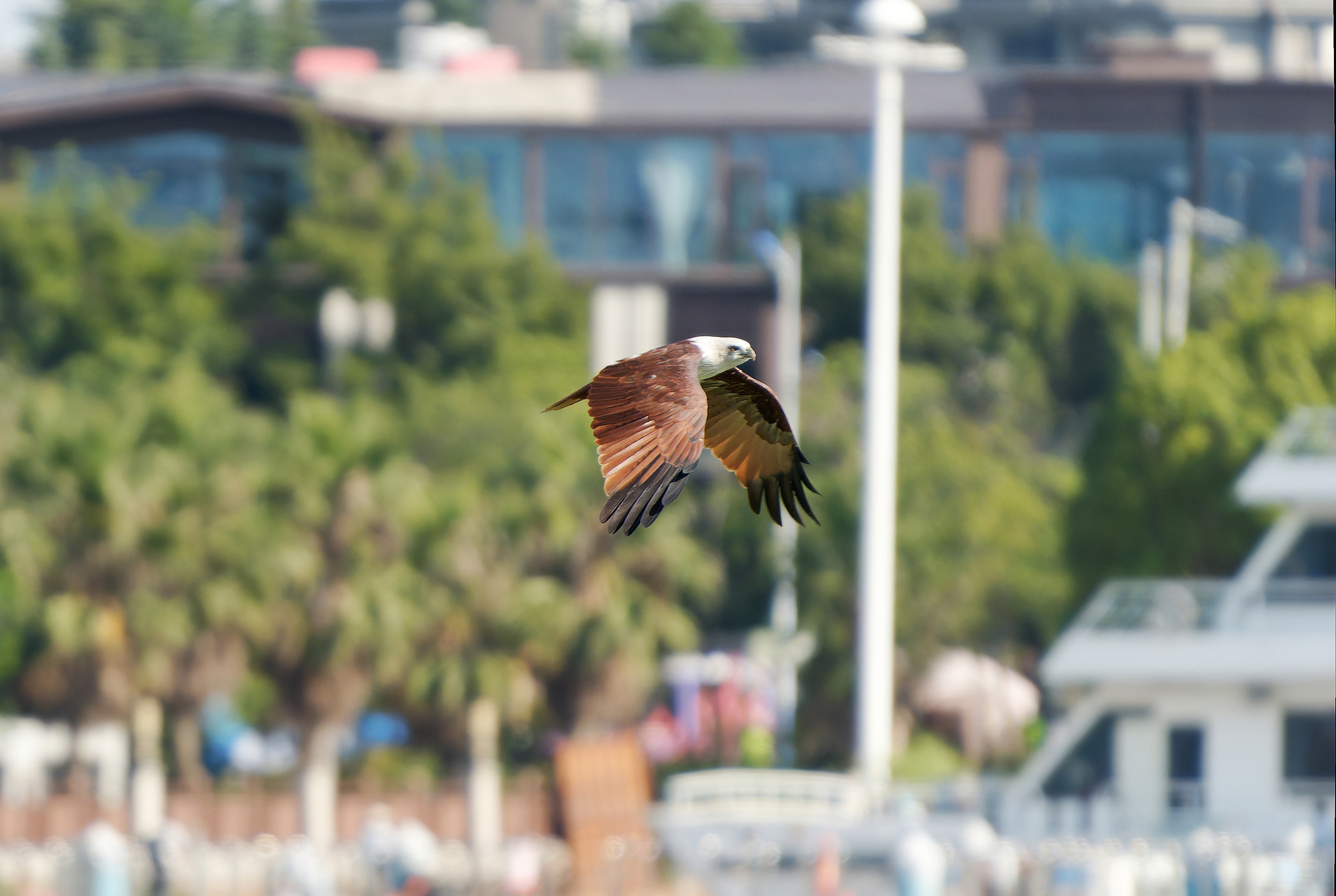 Brahminy Kite