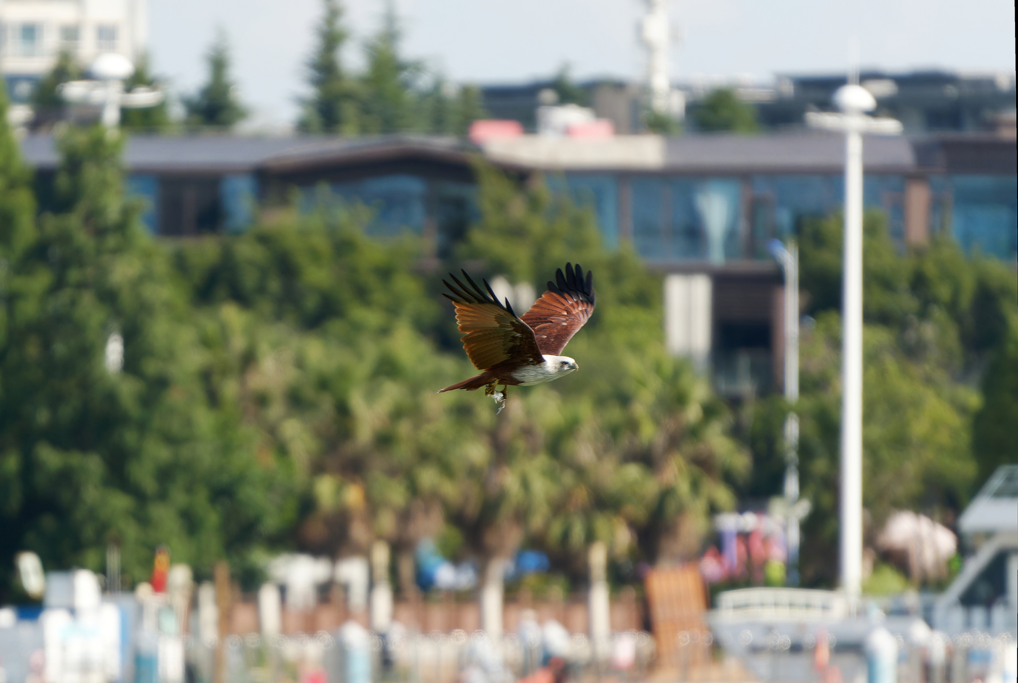 Brahminy Kite