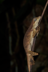 Monilesaurus ellioti