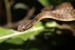 Pareas carinatus