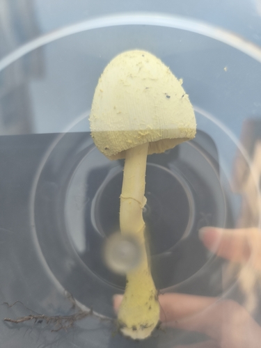 flowerpot parasol