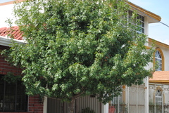 Quercus texana