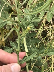 Erucastrum austroafricanum