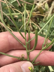 Erucastrum austroafricanum