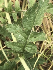 Erucastrum austroafricanum