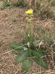 Berkheya radula