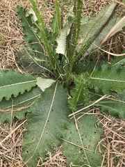 Berkheya radula