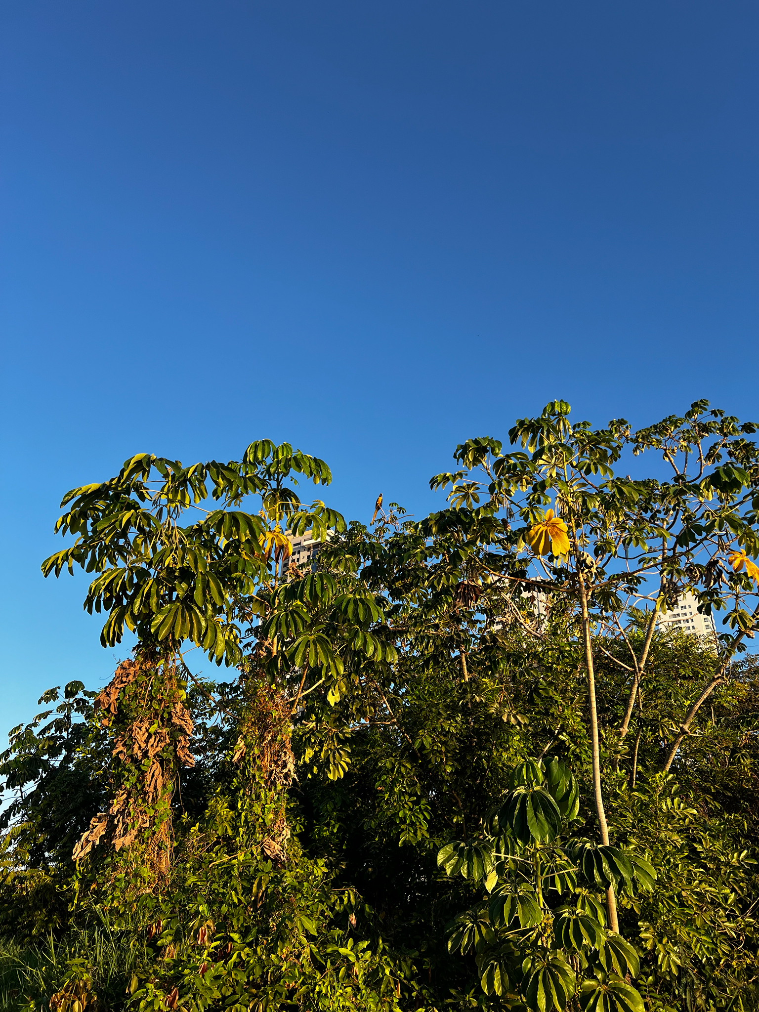 Cecropia pachystachya