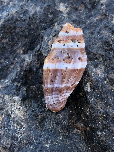 Vexillum rugosum observed 2025-08-18