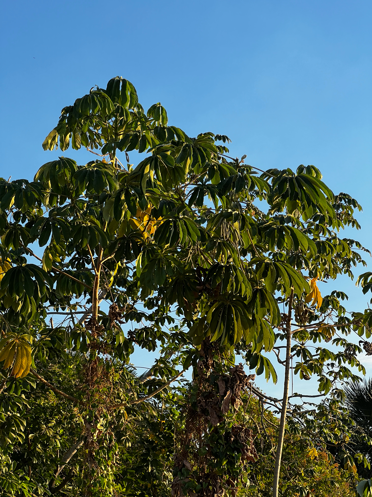 Cecropia pachystachya