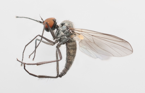 Bicellaria intermedia