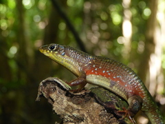 Red-Legged Girdled Lizard photo 2