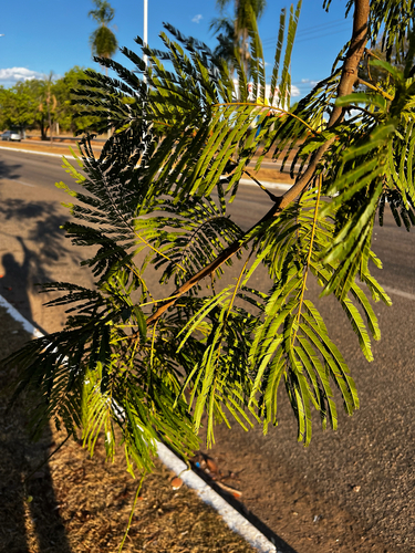Parkia pendula, photograph 6