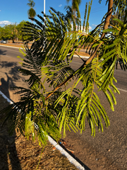 Parkia pendula, photograph (c) André Ambrozio, some rights reserved (CC BY)