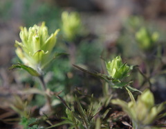 Castilleja hyperborea