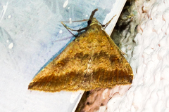 Tetanolita palligera