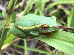 Hyperolius semidiscus