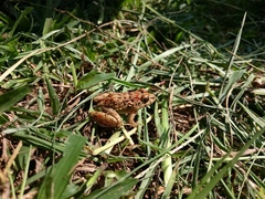 Fejervarya limnocharis