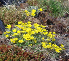 Potentilla subvahliana