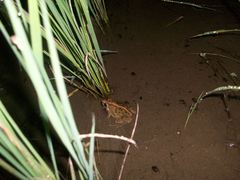 Fejervarya cancrivora