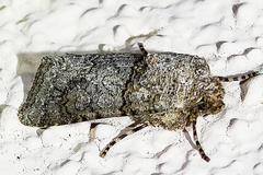 Sympistis perscripta