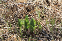 Veratrum oxysepalum