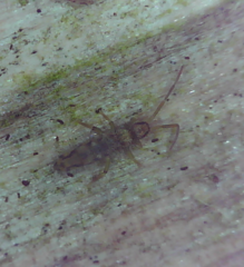 Entomobrya intermedia