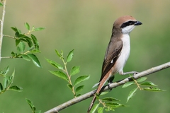 Lanius phoenicuroides
