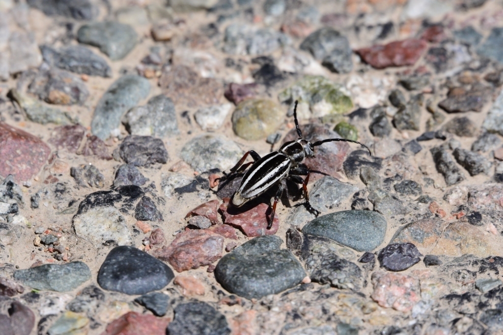 Dorcadion cephalotes