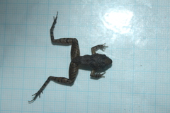 Limnonectes microdiscus