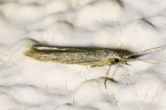 Coleophora quadruplex