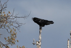 Corvus corax kamtschaticus