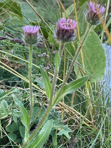 Alpine fleabane (Erigeron alpinus)