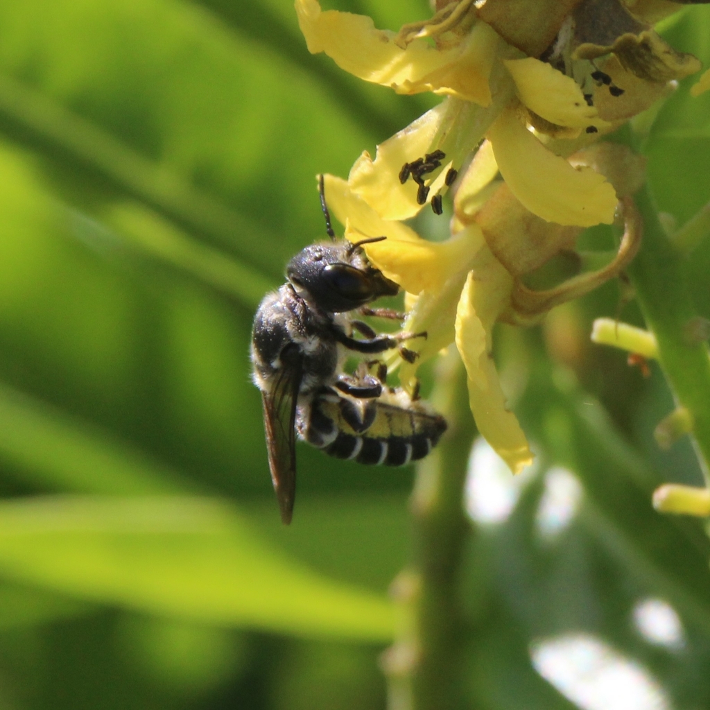 Megachile armaticeps