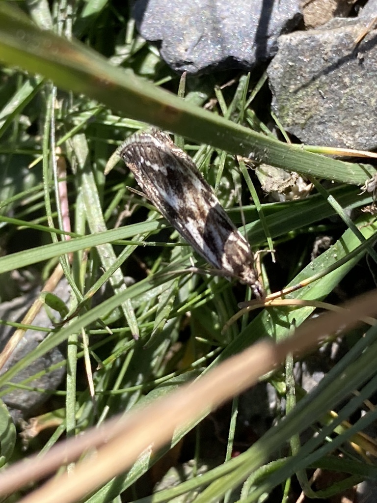 Catoptria zermattensis