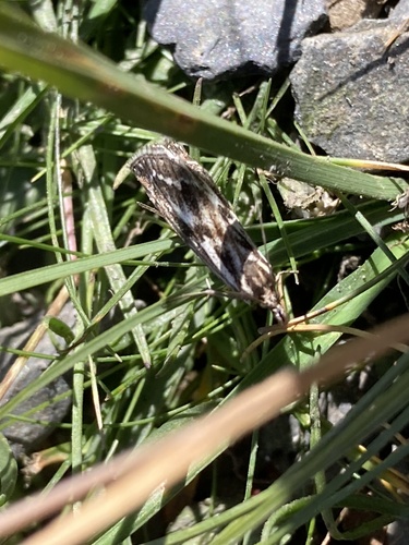Crambus de Zermatt