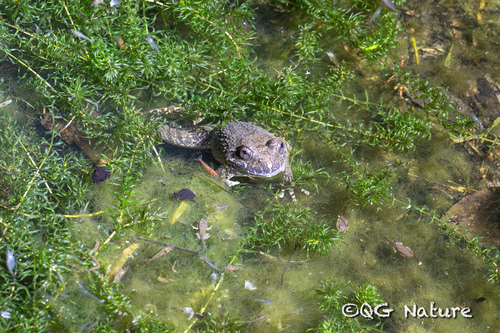 Spiny Paa Frog, Quasipaa spinosa