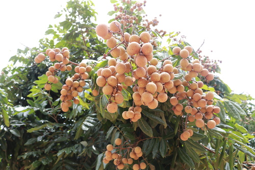 Dimocarpus longan