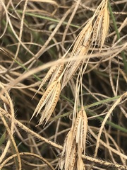 Tristachya biseriata