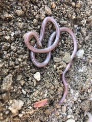 Namibiana occidentalis