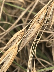 Tristachya biseriata