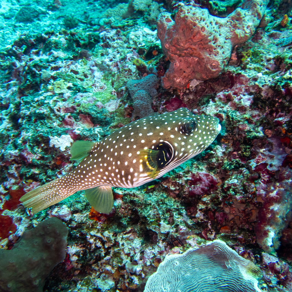 Bristly puffer