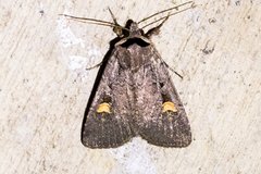 Adelphagrotis indeterminata