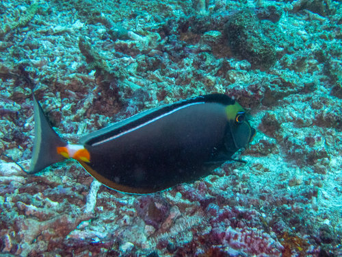 Pacific Orange-spine Unicornfish (Naso lituratus)