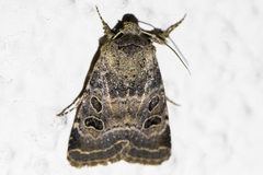 Protorthodes melanopis