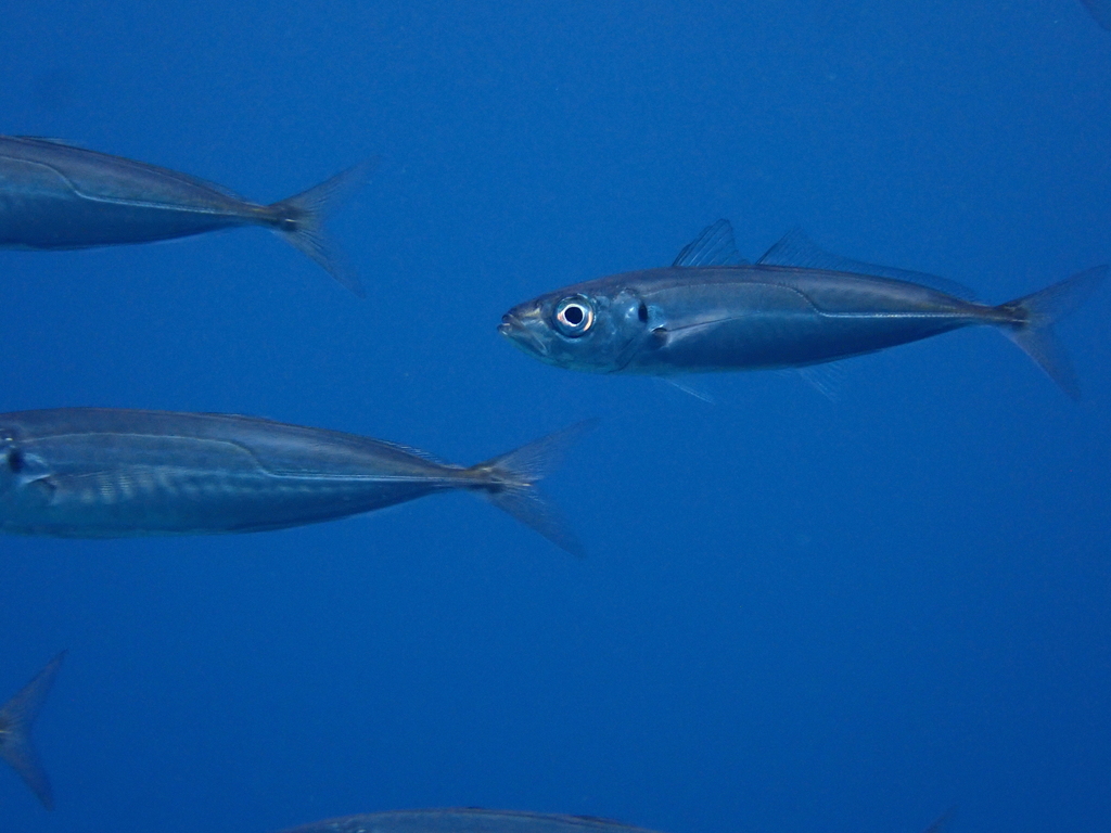 Blue Jack Mackerel